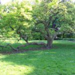 Magnolienbaum im Schlosspark