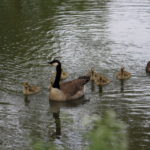 Kanadagänse im Mühlenteich Frohlinde