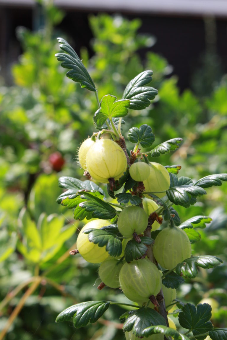 Grüne Stachelbeeren – Pixolonium